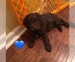 Small #2 Cockapoo