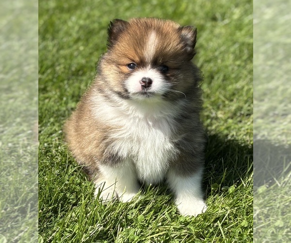 Medium Photo #6 Pomeranian Puppy For Sale in ROCK STREAM, NY, USA