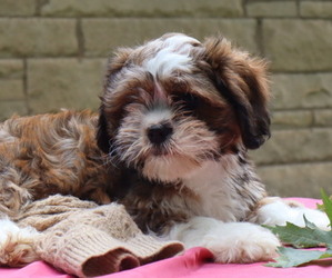 Cava-Tzu Puppy for Sale in THORP, Wisconsin USA