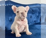 Small Photo #13 French Bulldog Puppy For Sale in BIRMINGHAM, AL, USA