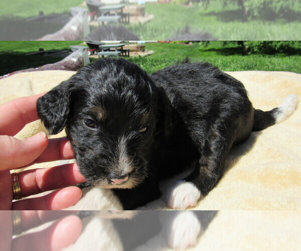 Medium Photo #4 Bernedoodle Puppy For Sale in BIG ROCK, IL, USA