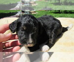 Small #3 Bernedoodle