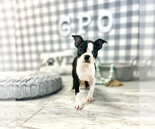 Medium Photo #2 Boston Terrier Puppy For Sale in MARIETTA, GA, USA
