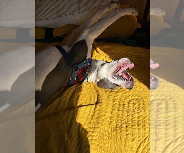 Medium Photo #28 Mutt Puppy For Sale in Candler, NC, USA
