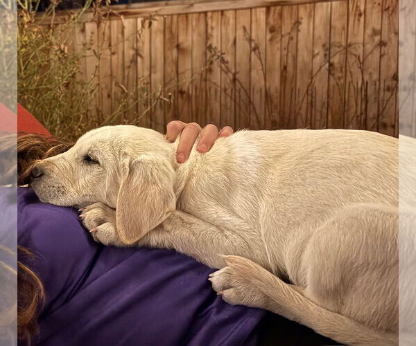 Medium Photo #3 Labrador Retriever-Unknown Mix Puppy For Sale in Aurora, CO, USA