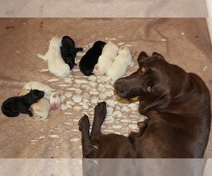 Labrador Retriever Puppy for Sale in LOVELADY, Texas USA