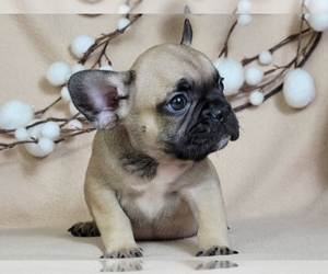 French Bulldog Puppy for sale in NEW YORK, NY, USA