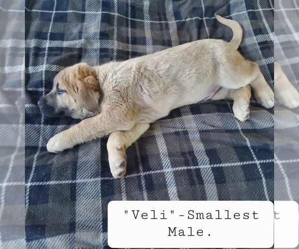 Medium Photo #16 Kangal Dog Puppy For Sale in SILVER LAKE, OR, USA