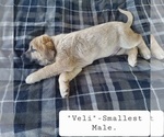 Small Photo #16 Kangal Dog Puppy For Sale in SILVER LAKE, OR, USA