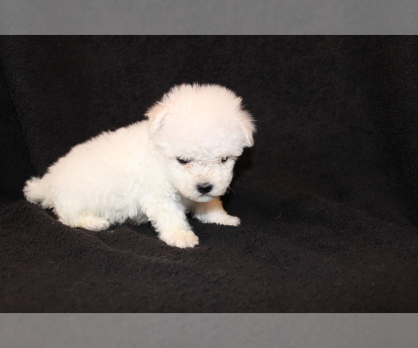 Medium Photo #3 Bichon Frise Puppy For Sale in BLOOMINGTON, IN, USA