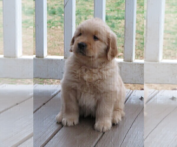 Medium Photo #3 Golden Retriever Puppy For Sale in MECHANICSVILLE, MD, USA