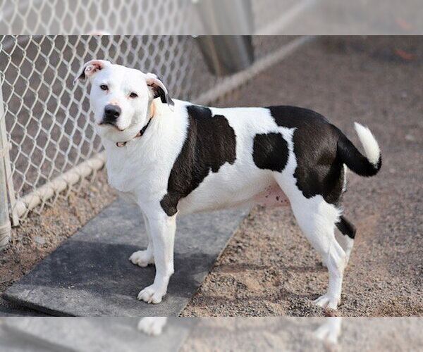 Medium Photo #2 Mutt Puppy For Sale in Webster, WI, USA