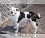 Small #1 Mutt