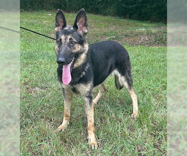 Medium Photo #1 German Shepherd Dog Puppy For Sale in Montgomery, AL, USA