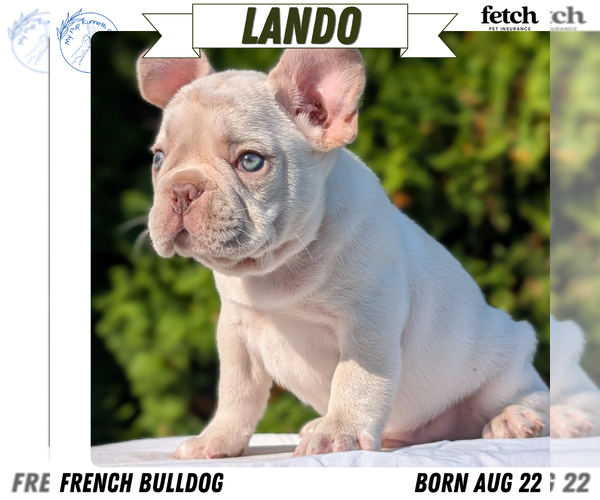Medium Photo #12 French Bulldog Puppy For Sale in GOSHEN, IN, USA