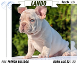 Puppy 2 French Bulldog