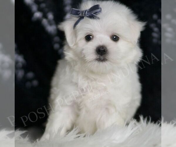 Medium Photo #4 Maltese Puppy For Sale in WARSAW, IN, USA