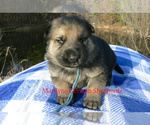 Small #2 German Shepherd Dog