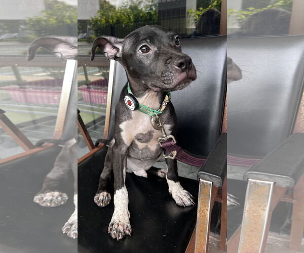 Medium Photo #1 Mutt Puppy For Sale in Royal Palm Beach, FL, USA