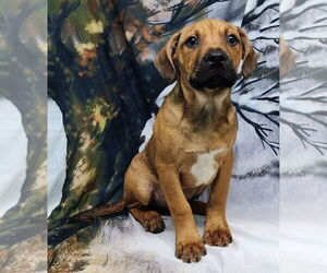 American Pit Bull Terrier-Unknown Mix Dogs for adoption in Wetumpka, AL, USA