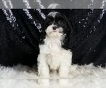 Small #5 Cavapoo
