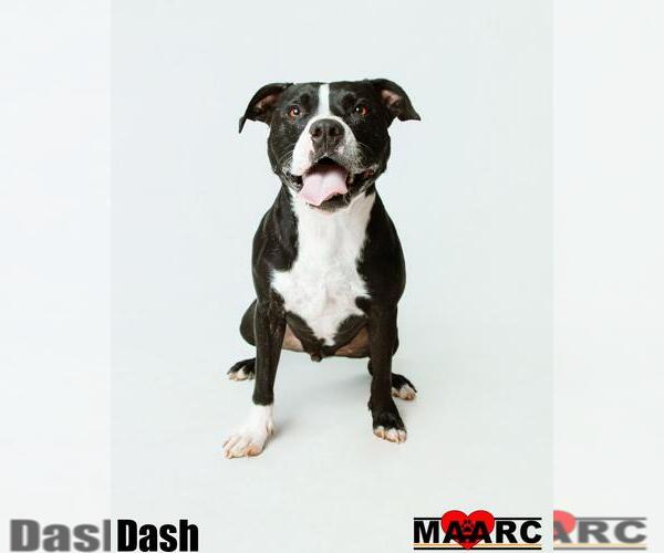 Medium Photo #5 American Staffordshire Terrier-Bulldog Mix Puppy For Sale in Maryville, TN, USA