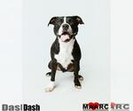 Small #4 American Staffordshire Terrier-Bulldog Mix