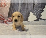 Puppy Puppy 3 Dachshund