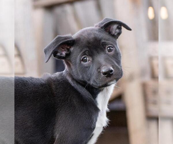 Medium Photo #2 Labrador Retriever-Unknown Mix Puppy For Sale in San Diego, CA, USA