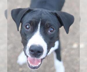 Mutt Dogs for adoption in San Antonio, TX, USA