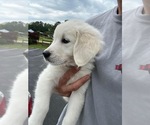 Small Photo #1 English Cream Golden Retriever Puppy For Sale in YOUNGSVILLE, NC, USA