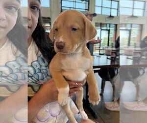 Labrador Retriever-Unknown Mix Dogs for adoption in Holly Springs, NC, USA