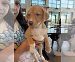 Small Labrador Retriever Mix