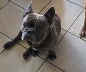 Father of the French Bulldog puppies born on 01/04/2026