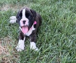 Small #3 Boxer