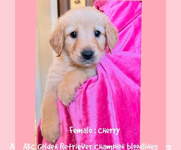 Medium Photo #1 Golden Retriever Puppy For Sale in SUGAR LAND, TX, USA
