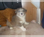 Small Photo #25 Australian Shepherd-Pembroke Welsh Corgi Mix Puppy For Sale in GALLEGOS, NM, USA