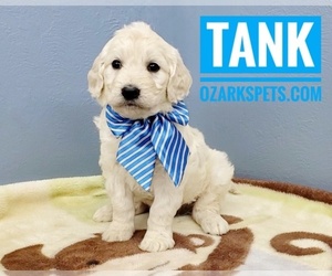 English Cream Golden Retriever-Poodle (Standard) Mix Puppy for sale in CEDAR GAP, MO, USA