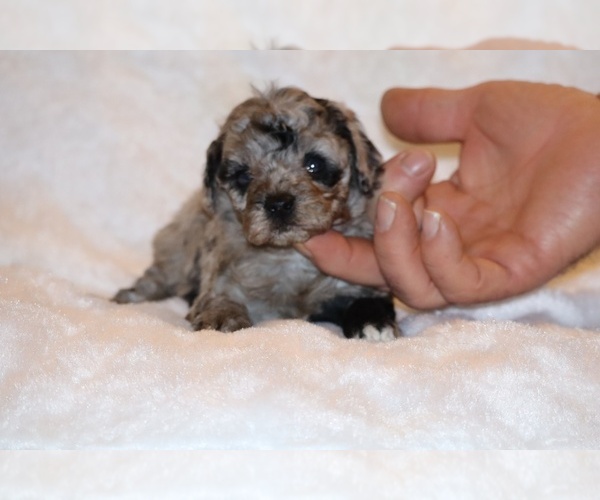 Medium Photo #7 Poodle (Toy) Puppy For Sale in DYERSBURG, TN, USA