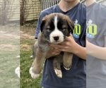 Small #3 Alaskan Husky-Saint Bernard Mix
