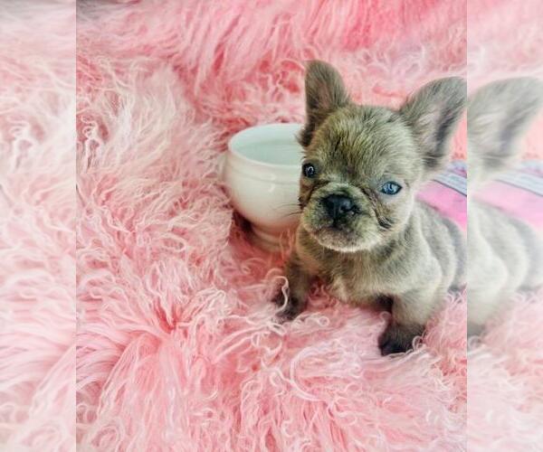 Medium Photo #17 French Bulldog Puppy For Sale in WINTER PARK, FL, USA