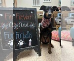 Small #1 Doberman Pinscher