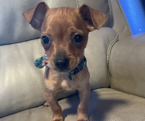 Chiweenie Puppy for sale in CELINA, TX, USA