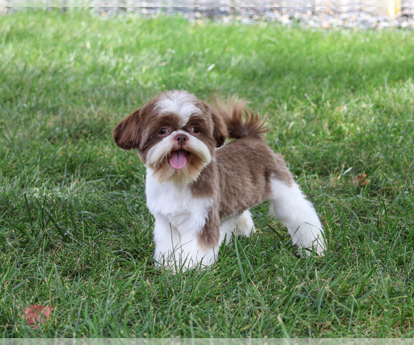 Medium Photo #1 Shih Tzu Puppy For Sale in SYRACUSE, IN, USA
