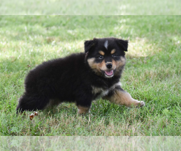 Medium Photo #4 Australian Shepherd Puppy For Sale in EASTON, MO, USA
