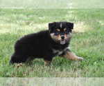 Small Photo #4 Australian Shepherd Puppy For Sale in EASTON, MO, USA