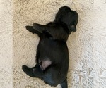 Puppy Puppy 4 Spot Shih Tzu