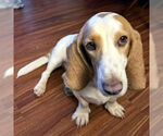 Small #2 Basset Hound