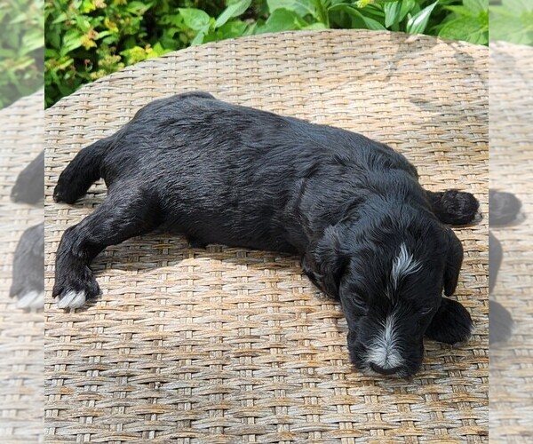 Medium Photo #10 F2 Aussiedoodle Puppy For Sale in COLUMBIA, TN, USA