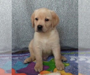 Labrador Retriever Puppy for sale in CALIENTE, CA, USA